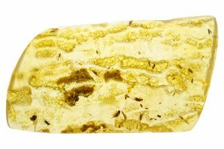 Polished Colombian Copal ( g) - Contains Flies and Wasp! #355404