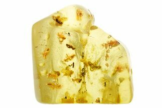 Polished Colombian Copal ( g) - Contains Termites & Flies! #355410
