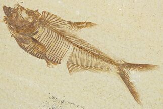 Detailed Fossil Fish (Diplomystus) - Wyoming #355604