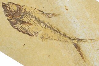 Detailed Fossil Fish (Diplomystus) - Wyoming #355607