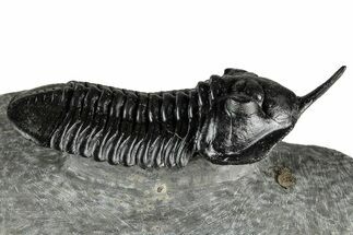Morocconites Trilobite Fossil - Top Quality Specimen #355768