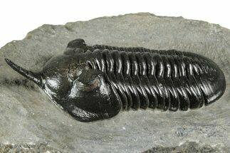 Morocconites Trilobite Fossil - Top Quality Specimen #355770