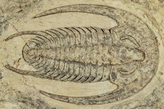 Early Cambrian Trilobite (Perrector) - Tazemmourt, Morocco #355771