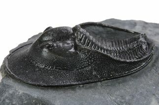 Gorgeous Scotoharpes Trilobite - Boudib, Morocco #355815