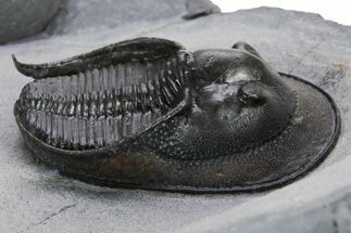 Gorgeous Scotoharpes Trilobite - Boudib, Morocco #355816