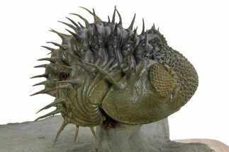 Enrolled Spiny Drotops Armatus Trilobite - Morocco #355818