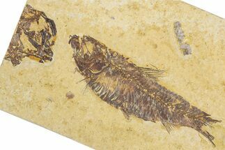 Detailed Fossil Fish (Knightia) - Wyoming #355616