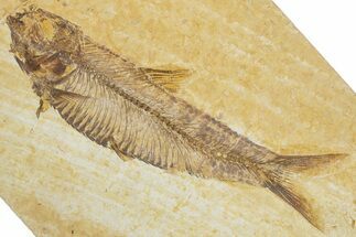 Detailed Fossil Fish (Knightia) - Wyoming #355617