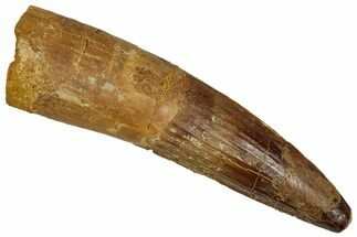 Fossil Spinosaurus Tooth - Real Dinosaur Tooth #355705
