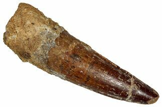 Fossil Spinosaurus Tooth - Real Dinosaur Tooth #355715