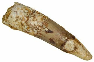 Bargain, Fossil Spinosaurus Tooth - Real Dinosaur Tooth #355727