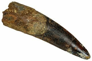Fossil Spinosaurus Tooth - Real Dinosaur Tooth #355731