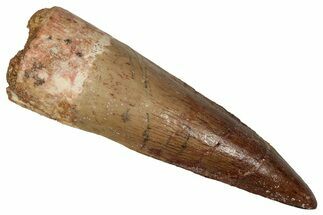 Fossil Spinosaurus Tooth - Real Dinosaur Tooth #355761