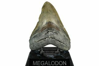 Serrated, Fossil Megalodon Tooth - North Carolina #355830