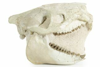 Fossil Oreodont (Merycoidodon) Skull - South Dakota #351743