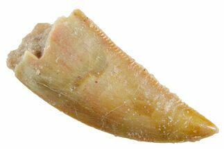 Serrated Raptor Tooth - Real Dinosaur Tooth #355533