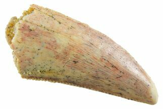 Serrated Raptor Tooth - Real Dinosaur Tooth #355537