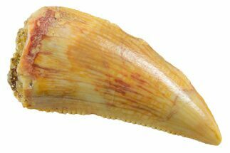 Serrated Raptor Tooth - Real Dinosaur Tooth #355543