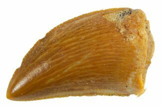 Serrated Raptor Tooth - Real Dinosaur Tooth #355560