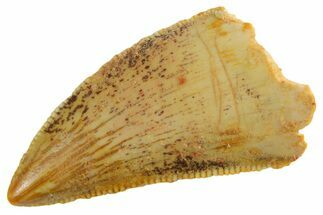 Serrated Raptor Tooth - Real Dinosaur Tooth #355563