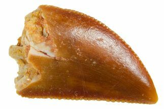 Serrated Raptor Tooth - Real Dinosaur Tooth #355575