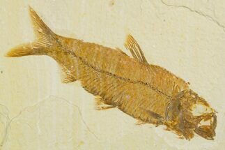 Detailed Fossil Fish (Knightia) - Wyoming #355630