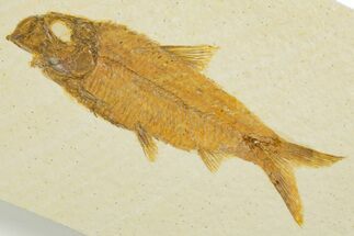 Detailed Fossil Fish (Knightia) - Wyoming #355646