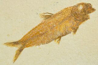 Detailed Fossil Fish (Knightia) - Wyoming #355647