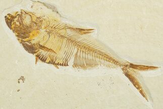 Detailed Fossil Fish (Diplomystus) - Wyoming #355658