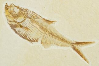 Detailed Fossil Fish (Diplomystus) - Wyoming #355671