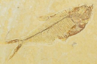 Detailed Fossil Fish (Diplomystus) - Wyoming #355680