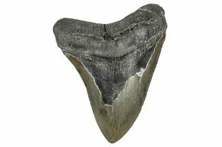 Serrated, Fossil Megalodon Tooth - North Carolina #355734