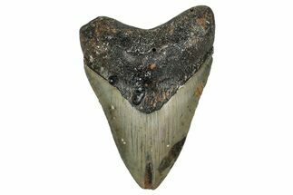 Fossil Megalodon Tooth - North Carolina #355738