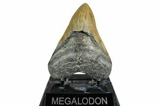 Serrated, Fossil Megalodon Tooth - North Carolina #355843