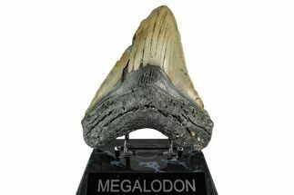 Fossil Megalodon Tooth - North Carolina #355846