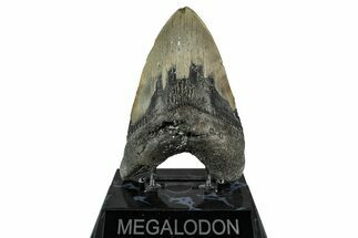 Fossil Megalodon Tooth - North Carolina #355847