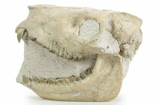 Premium Specimens For Sale