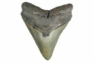 Serrated, Fossil Megalodon Tooth - North Carolina #354516