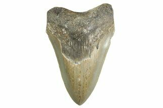 Serrated, Fossil Megalodon Tooth - North Carolina #355717