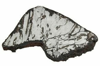 Etched Canyon Diablo Meteorite Slice ( g) - Arizona #356040