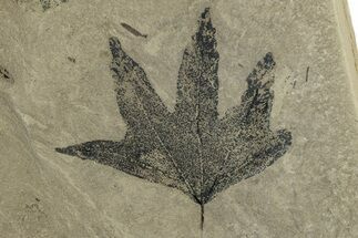 Fossil Sycamore (Macginitiea) Leaf - Green River Formation, Utah #356071