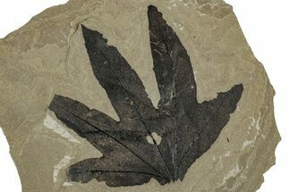 Fossil Sycamore (Macginitiea) Leaf - Green River Formation, Utah #356074