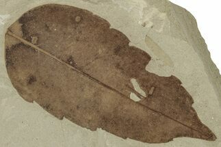 Fossil Oak Leaf (Quercus) - Green River Formation, Utah #356091