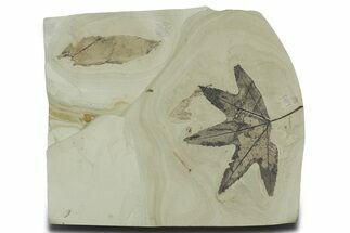 Fossil Leaf (Macginitiea & Allophylus) Plate - Insect Predation! #356064