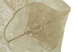 Detailed Fossil Leaf (Populus) - Green River Formation, Utah #356106