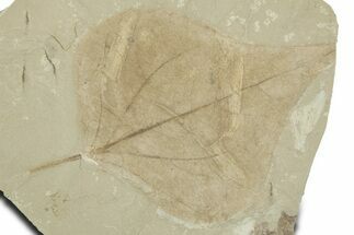Detailed Fossil Leaf (Populus) - Green River Formation, Utah #356115