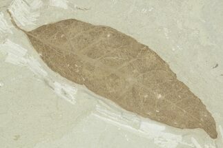 Detailed Fossil Leaf (Allophylus) - Green River Formation, Utah #356124