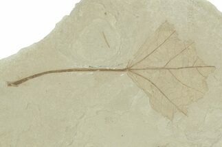 Fossil Candlenut Leaf (Aleurites) - Insect Predation! #356131