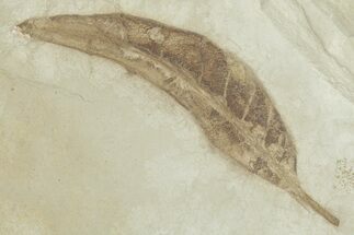 Eocene Fossil Leaf (Beilschmiedia) - Green River Formation, Utah #356137