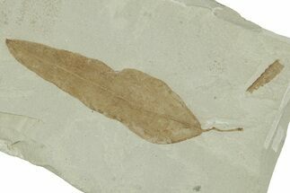 Fossil Laurel Leaf (Persea) - Green River Formation, Utah #356140